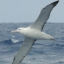 Альбатрос